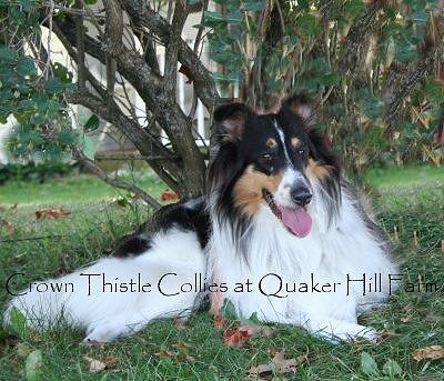 White Collie dog