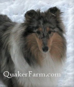 Blue merle Collies, Michigan Collie