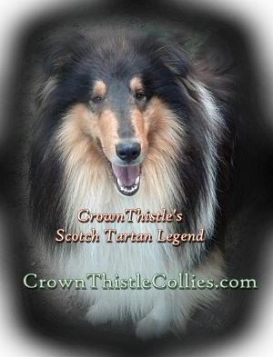 Collie dog Scotch Tartan Legend