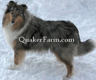 Blue merle Collie, Michigan Collies