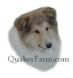 Crown Thistle Collies,
Danny Boy, Rough Collie, Michigan