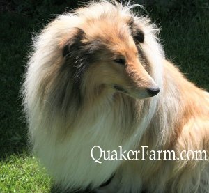 Crown Thistle Collies,
Danny Boy, Rough Collie, Michigan