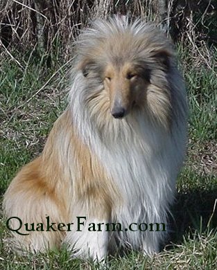 Crown Thistle Collies, Jesco, Rough Collies, Harrisville Michigan, Alcona County, northern Michigan