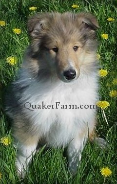 Crown Thistle Collies, Jesco, Rough Collies, Harrisville Michigan, Alcona County, northern Michigan