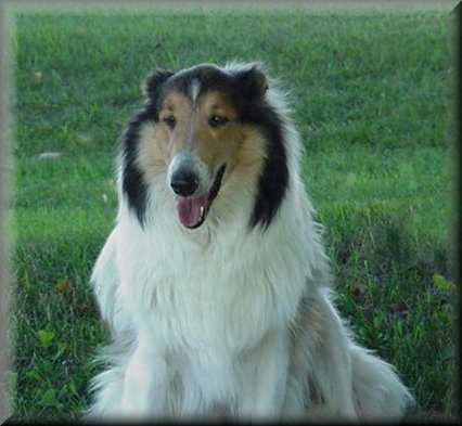 Crown Thistle Collies - Skye, Rough Collies, Harrisville Michigan, Alcona County, northern Michigan