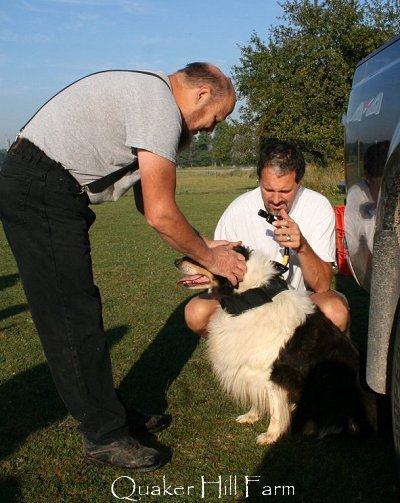 A Collie dog is fitted with a custom camera harness
