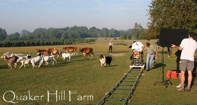 Willow the Collie herding livestock