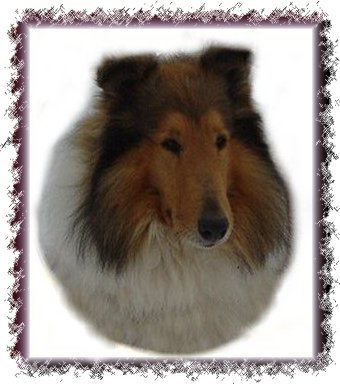 Crown Thistle Collies - King Arthur, Rough Collie dog