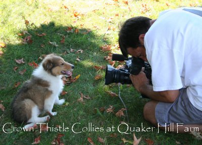 Collie puppies and children