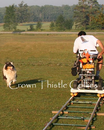 tri color Collie being filmed for Animal Planet